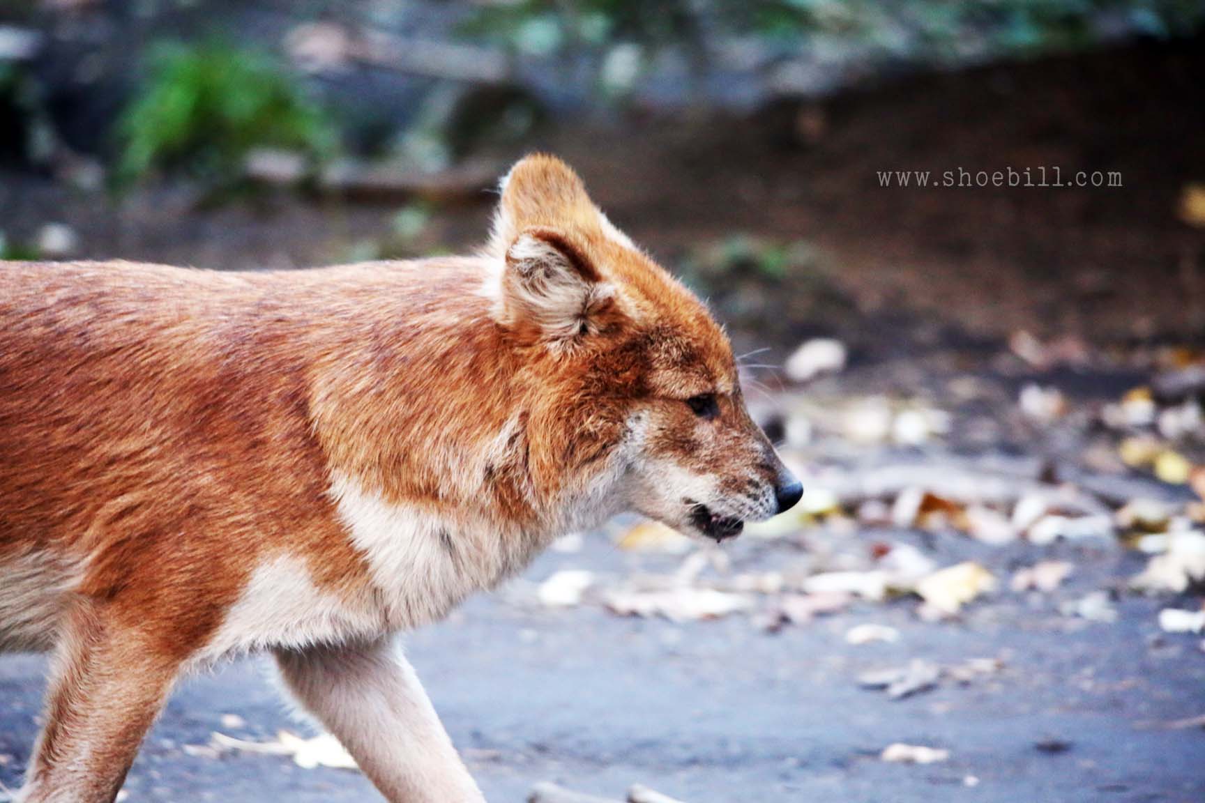 Dhole