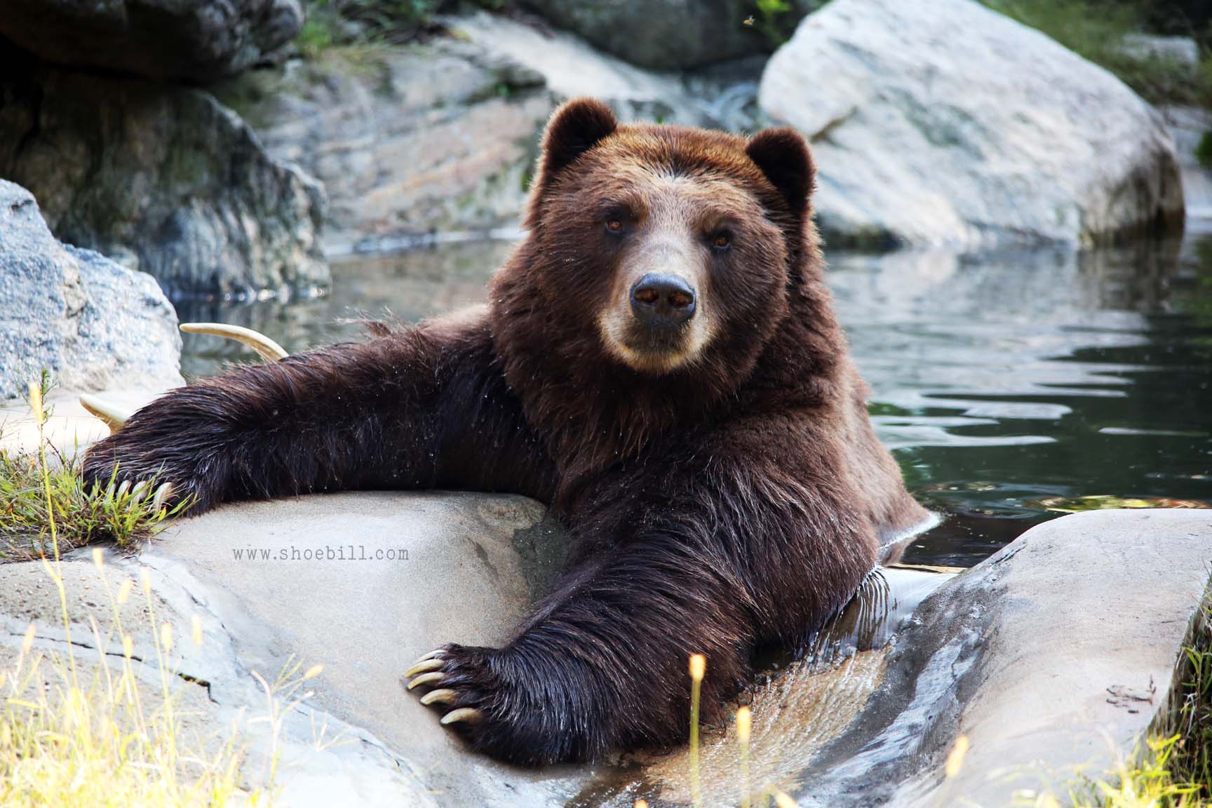 Grizzly bear