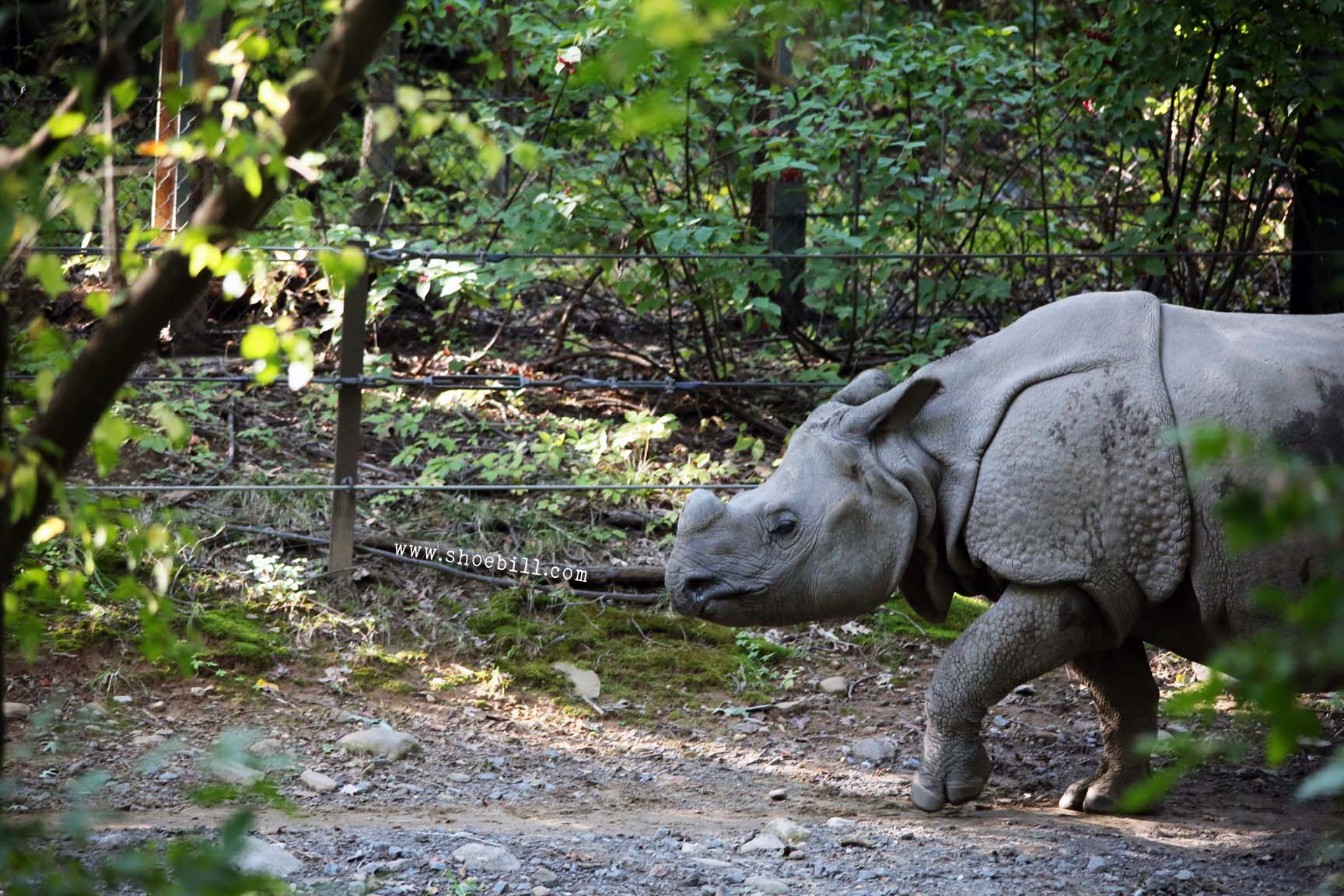 Indian rhinoceros