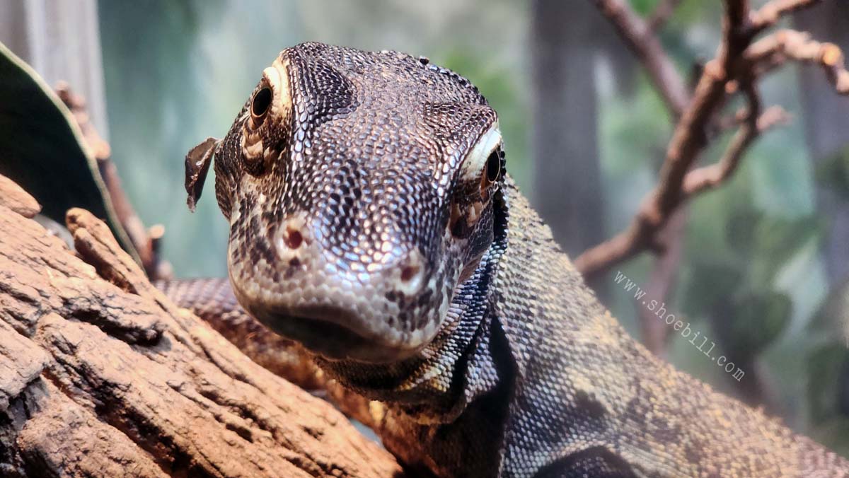 Komodo dragon