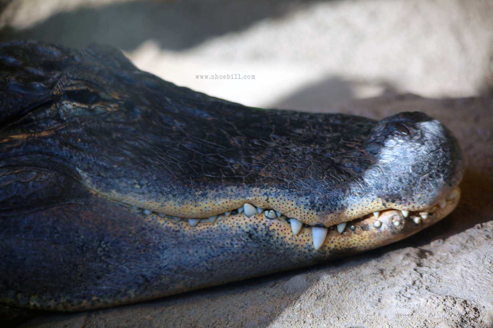 Nile crocodile