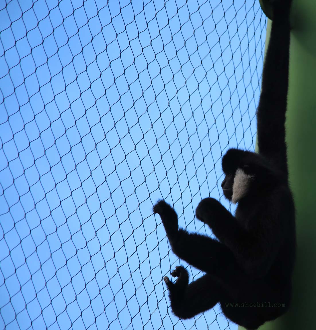 Northern white-cheeked gibbon