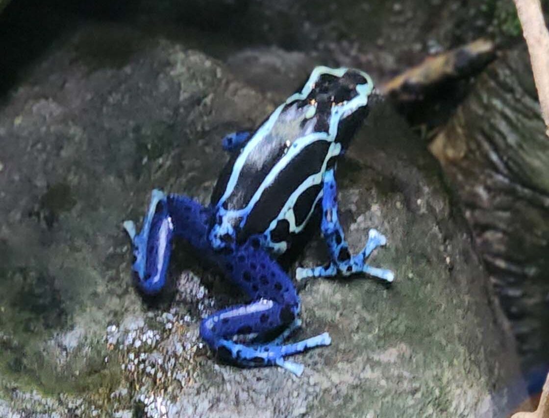 Poison dart frog