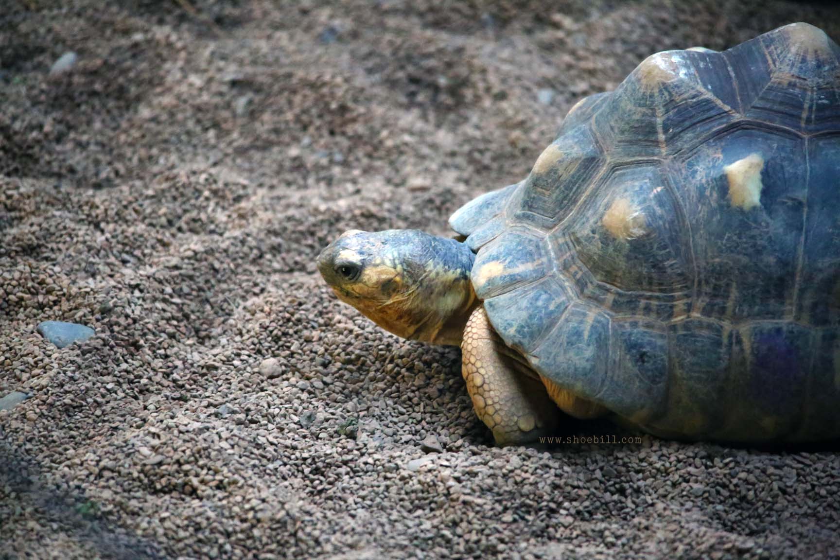 Radiated tortoise