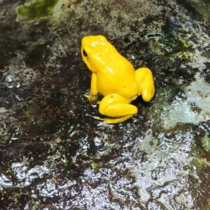 Golden poison frog