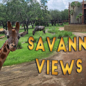 Disney’s Animal Kingdom Lodge – Jambo House