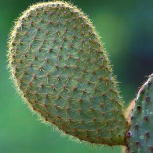 Cactus: Discover the Coolest Plants of the Desert