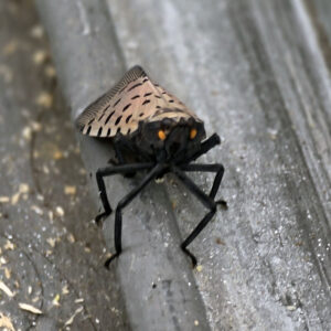 Spotted Lanternfly