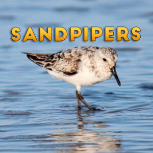 Sandpipers: Tiny Travelers of the Shoreline (Short Documentary)