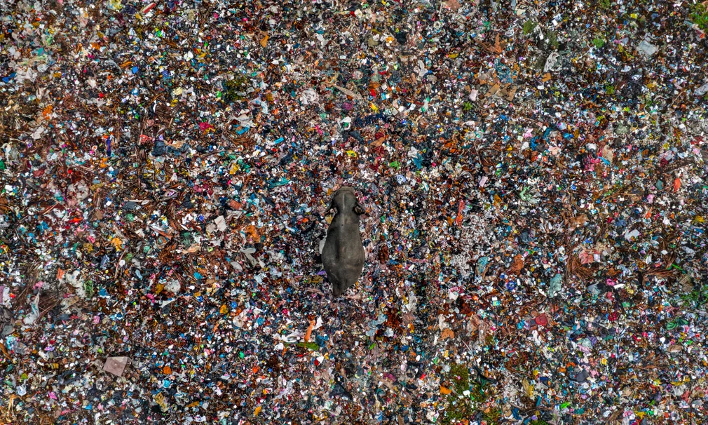 15 Entries to Wildlife Photographer of the Year 2025 in Pictures